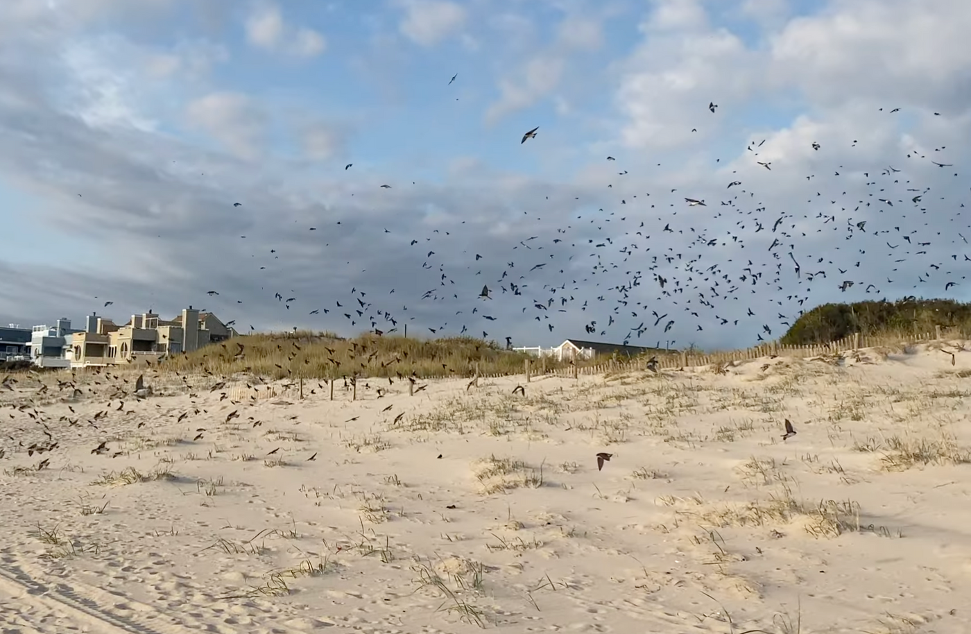 Barn Swallow Migration – Shore And More