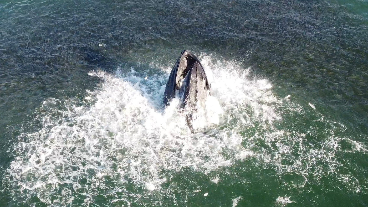 Whales at the Jersey Shore